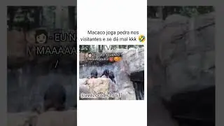 macaco apanha de outro macaco, após jogar pedra em público.