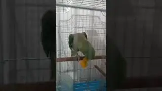 cute hungry parrot videos #bird #parrot #funny #cute #pedro #shortsfeed #shorts