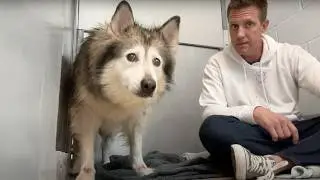 Watch the Moment Malamute is Reunited with Her Brother 🥹
