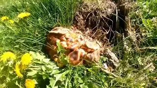 Летние опята в мае. 🍄🍄🍄🍄🍄