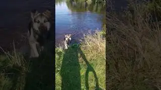 Купается #собака #вео #shorts