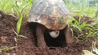 Черепаха кладет яйца