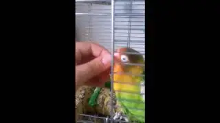 Time with Mango *subtitles*