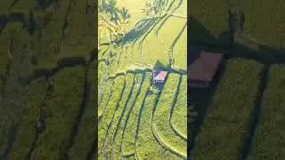 Pesona Keindahan Sawah Berundak-Undak di Bali: Karya Agung Alam dan Budaya