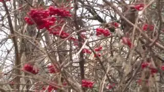 СВИРИСТЕЛИ