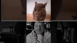 Alugalug cat et harmonica