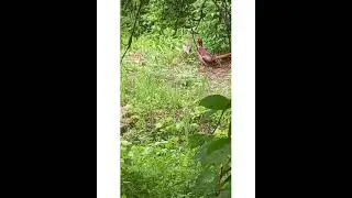 Он за ней по пятам!!!!Ждём деток!!!!☝😀🏞🌞👌🖐