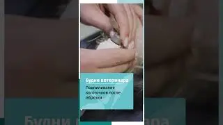 Подпилка когтей после стрижки