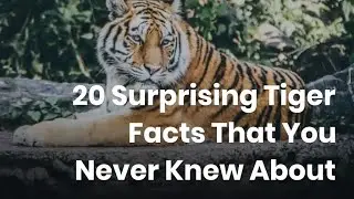Incredible Facts About Tigers🐯