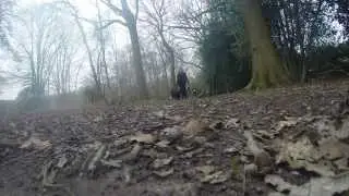 Pack Walks Feb 11th