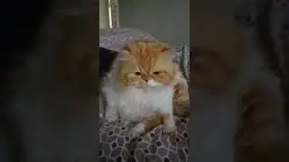 SOLO MODE WITH MICMIC #cute #catlover