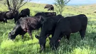 Сатык боюнча 0709718051 ватсап