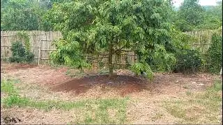 Pemupukan tipis tipis aja 😀😀, masih pemula