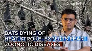 Bats dying of heat stroke: Experts fear mass population collapse, zoonotic diseases