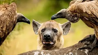 The World's Most Successful Animal