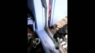 Хаски зовет играть