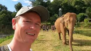 HANGING OUT WITH ELEPHANTS IN CHIANG MAI
