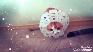 Новогодний котоклип