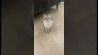 Дон Ириска.