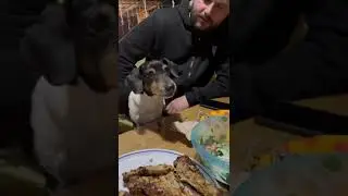 За огурец исполню любую команду 🤗🐕 #джекрассел #джекрасселтерьер #исполняет #команда #отдых #весна