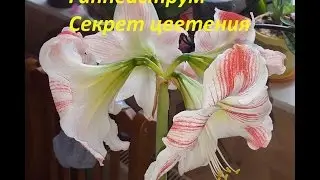 Гиппеаструм. Секрет цветения. Особенности полива