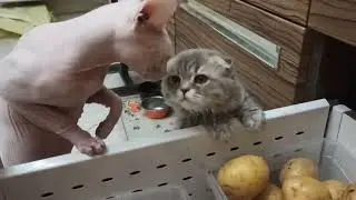 Бес и Таяна/Флет в ветеринарке