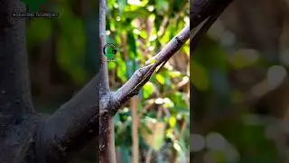 Best grafting techniques fruit plant grafting 