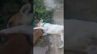 Два брата акробата