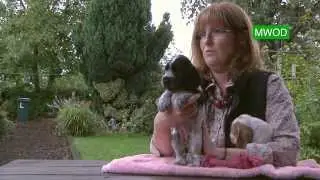 Cocker Spaniel Puppies