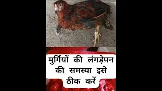 Murgiyon mein Langdepan ko sehi karne ka ilaj