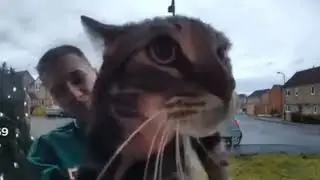 кот мяукает в камеру,но...