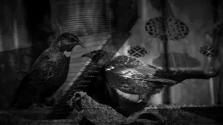 Couple birds (2 parandeh), Persian Instrumental Music