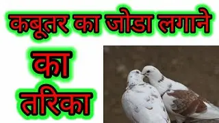 kabutar ka joda kaise lagaye / कबूतर का जोड़ा कैसे लगाएं /जोड़ा लगाने का तरीका #kabootar #kabutar