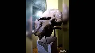 Музей истории и археологии Museum of history & archeology