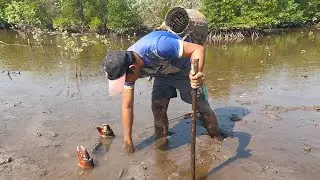 Swamp Adventure: Man Catches GIANT Mud Crab!