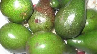 What Is The Name Of Avocado