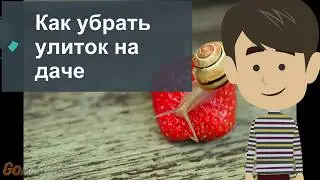 Как убрать улиток на даче