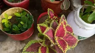 My Simple Garden is live!