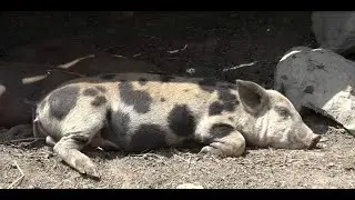 Африканская чума свиней зафиксирована в Дзауском и Цхинвальском районах.