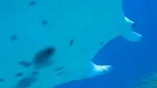 Manta at Maldives again again