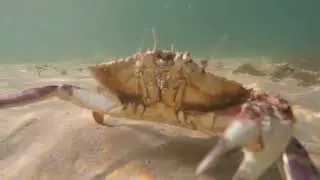 Crabs 🦀