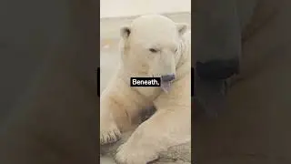 Polar Bear facts you didn't know #polarbear #polarbears #animals #animalfacts