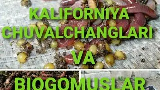 BIOGOMUS biznesi boshlash КАРИМОБОД кишлогида!