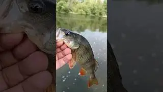 Южный Буг. Начало положено, дальше будет 😉🦈🦈🦈