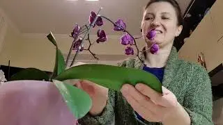 Home Orchid Bloom Impressive