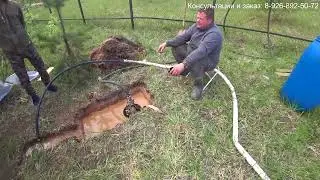 Абиссинка, руками никак! МГБУ рулит! Все получилось!