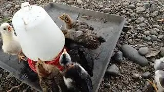 Joy Full: Cara Menjinakkan ayam dari kecil