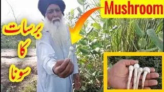 mushrooms hunting in the forest | khunbi/mushroom ke fayde |