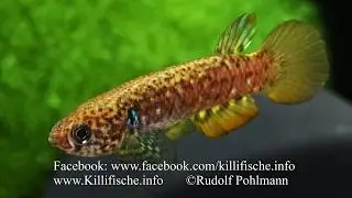 Pituna obliquoseriata