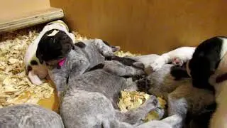 GrizwoldxMavis 4 wks 1/22/21